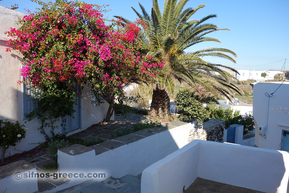 A garden in the village of Ai Loukas